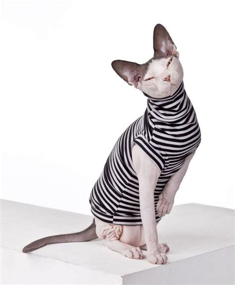 Sphynx Cat Wear, the Original sphynx clothing company. #SphynxCat ...