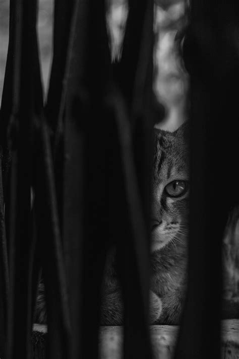 The Hidden Cat on Behance