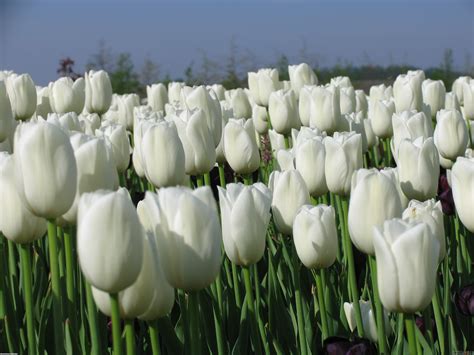 White Tulips Wallpaper - WallpaperSafari