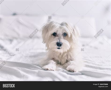 Adorable White Dog Bed Image & Photo (Free Trial) | Bigstock