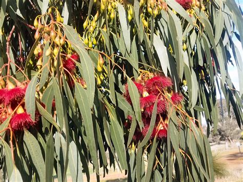 Eucalyptus leucoxylon ‘Euky Dwarf’ | Gardening With Angus