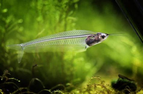 Glass Catfish - Care, Feed, Breeding and Diseases Guide