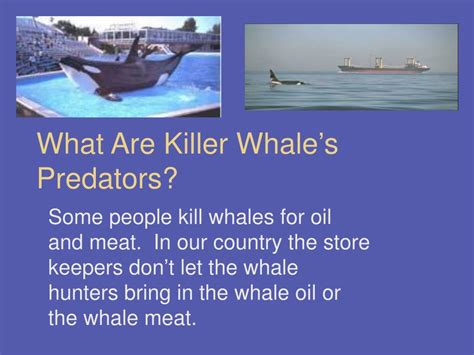 PPT - Killer Whales PowerPoint Presentation, free download - ID:154529