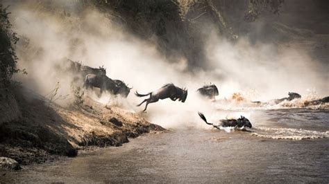 Over 300 wildebeests die crossing the mara river - Wanted in Africa