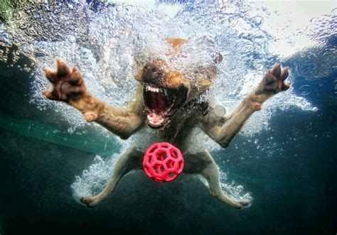 Dog playing in the water! | It's All About the Dog! | Pinterest