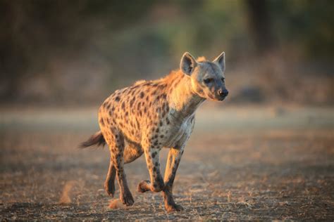 What do Hyenas Eat? Discover the Hyena Diet (with Photos) - WildlifeTrip