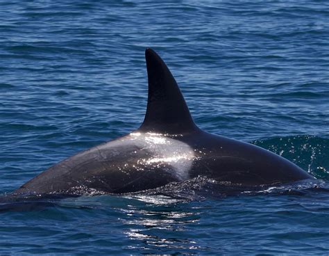 Two ORCA pods! | Santa Cruz Whale Watching | By Stagnaro Charters