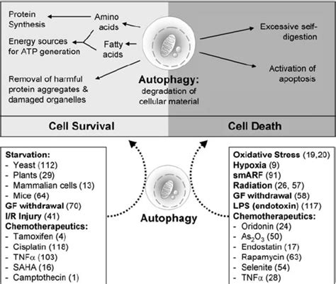 Dual role of autophagy in cell survival and cell death . Autophagic ...