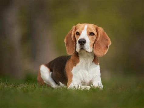 Pocket Beagle Size: How Big Do Pocket Beagles Get?