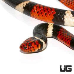 Aquatic Coral Snake - Underground Reptiles
