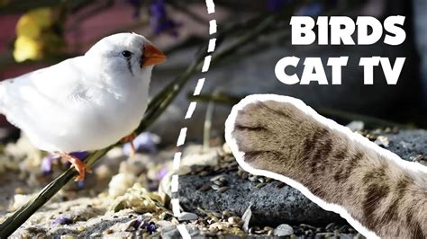 Beautiful BIRDS video for CATS to watch | CAT TV - YouTube