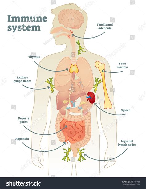 Immune System Diagram Labeled