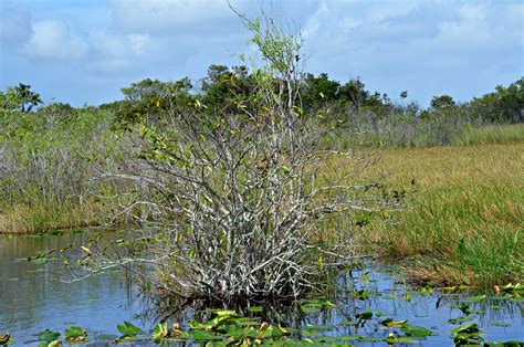 Everglades National Park Florida · Free photo on Pixabay