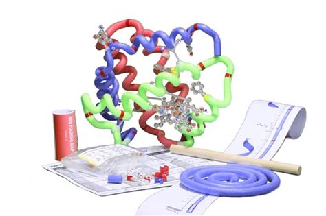 ß-Globin Folding Kit© – 3D Molecular Designs