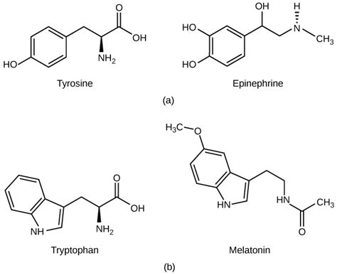 Types of Hormones | Boundless Biology