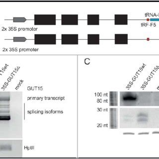 The tRNA-like sequence regulates the splicing of its host intron and... | Download Scientific ...