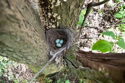 Nest with Eggs. Turdus Merula, Blackbird. Stock Image - Image of ...