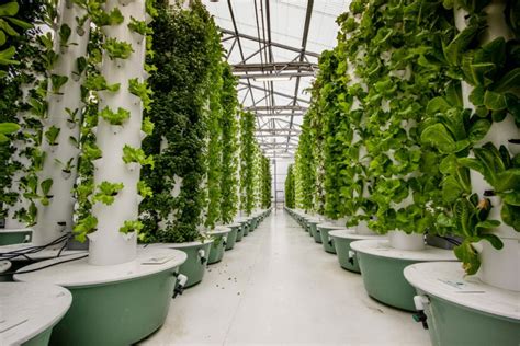 What Problems Can Vertical Farming Help Solve? - Vitabeam