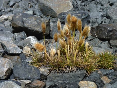 Tussock of grass in mountains Free Photo Download | FreeImages