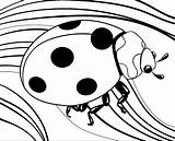 50 Páginas Para Colorear De Insectos  ColoringPagesOnlycom sketch template