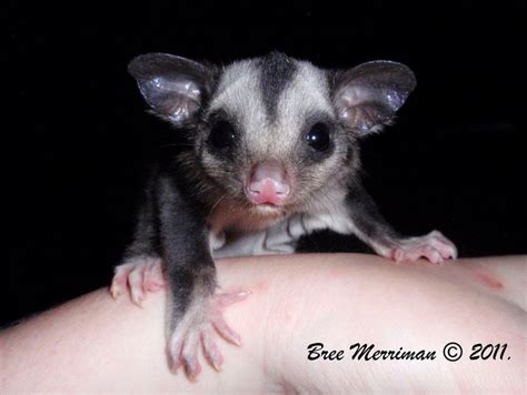 baby squirrel glider | Squirrel glider, Baby squirrel, Squirrel