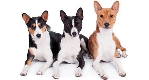 Your Guide to Basenjis