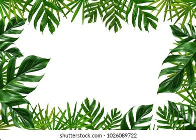 Group Green Leaf Frame On White Stock Photo 1026089722 | Shutterstock