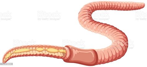 Earthworm Anatomy Concept Vector Stock Illustration - Download Image ...