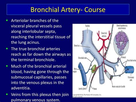 Bronchial Artery