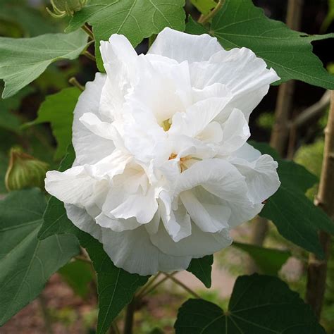 Amazon.com : 10 Confederate Rose Seeds Hibiscus Mutabilis Seeds for ...