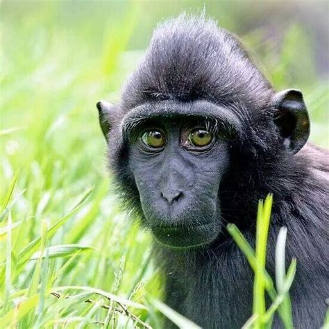 Pin on Primates Old World: Sulawesi Crested Macaque (Macaca nigra)