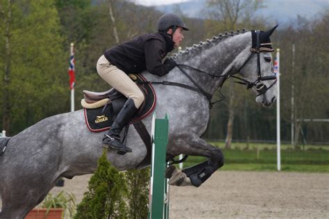 Grey Horse - Show Jumping Stock 8.21 by MagicLecktra on DeviantArt