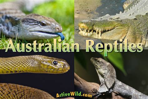 Australian Reptiles List, Pictures & Facts: Amazing Reptiles Of Australia