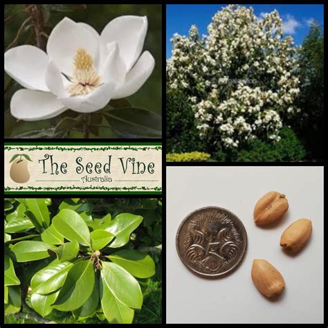 Magnolia grandiflora - Southern Magnolia - The Seed Vine