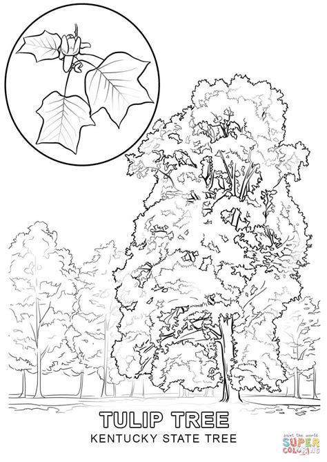 Kentucky State Tree coloring page | Free Printable Coloring Pages