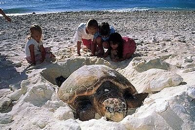 Most Amazing Photos from the World Cultures: A Turtle Nests on a ...