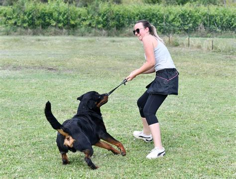 Premium Photo | Rottweiler training for obedience