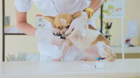 Dog Nail Trimming Vet Cuts Dogs Stock Footage Video (100% Royalty-free ...