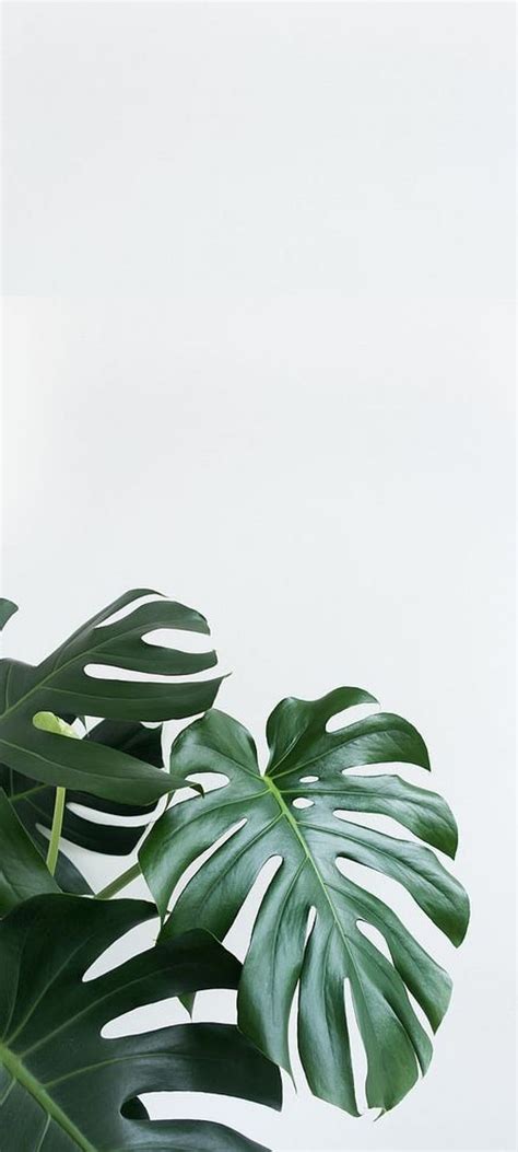 Aesthetic Minimal Plant Phone Backgrounds, plant aesthetic HD phone wallpaper | Pxfuel