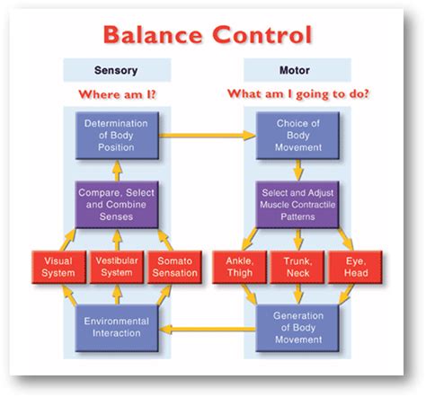 Interaction of sensory input and muscle control for maintaining competent standing balance.