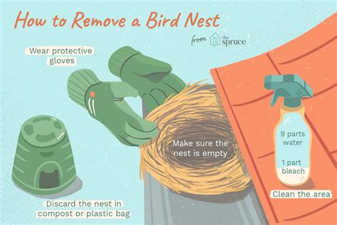 When Is Removing Birds Nests Okay?