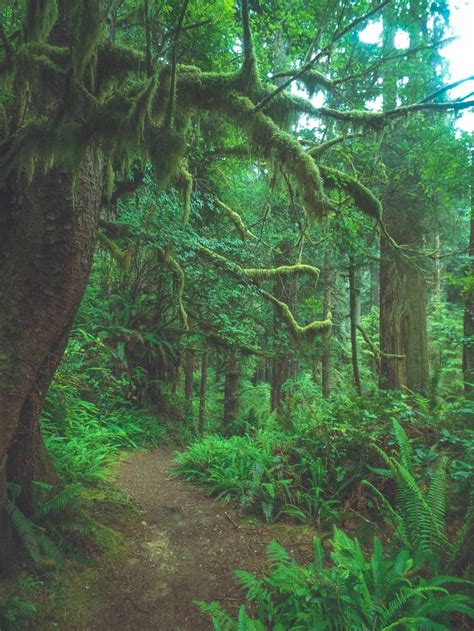 Fern canyon trail | Naturaleza