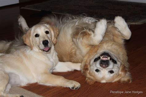 "Golden Retrievers playing" by camuka | Redbubble