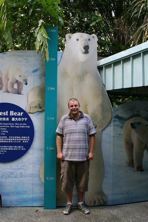 Polar Bear size comparison - they are BIG | domfells | Flickr