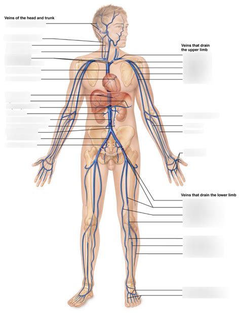 Major Veins of the Human Body Diagram | Quizlet