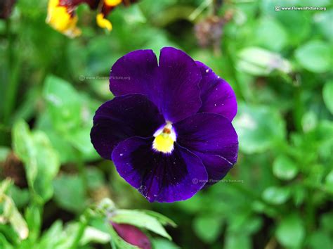 Pansy varieties