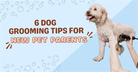 6 Dog Grooming Tips for New Pet Parents