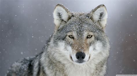 Wolves In Snow Wallpapers - Wallpaper Cave