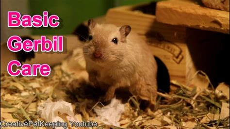 My Basic Gerbil Care Set Up - YouTube