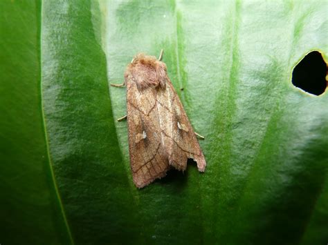 Cromwell Bottom Wildlife Group: Sat Night Moth Night